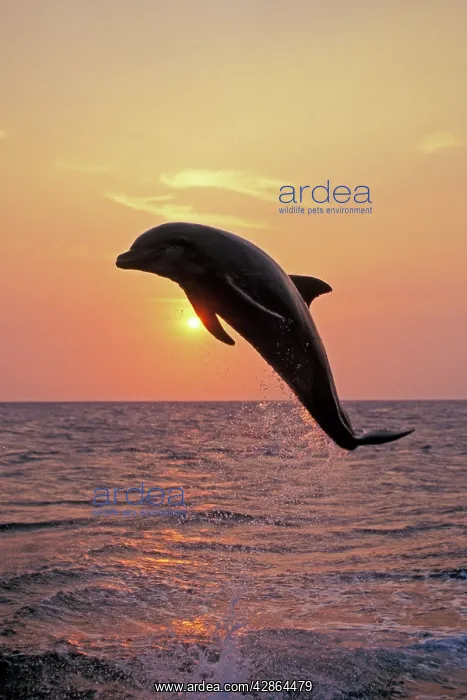: Bottlenosed DOLPHIN - leaping at sunset : Bottlenosed DOLPHIN - leaping at sunset