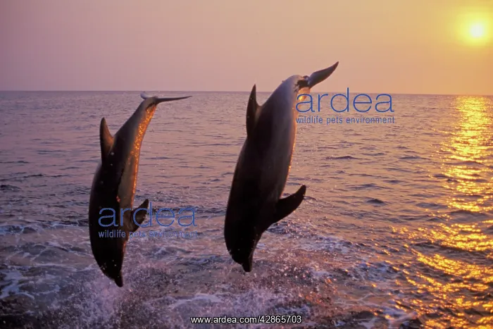 : Bottlenosed Dolphin - two leaping at sunset : Bottlenosed Dolphin - two leaping at sunset
