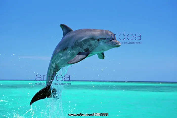: Bottlenosed Dolphin - Leaping out of water : Bottlenosed Dolphin - Leaping out of water