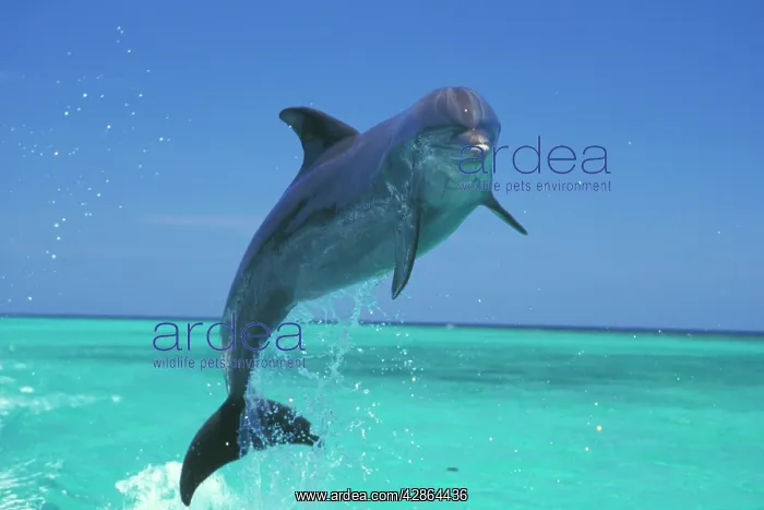 : Bottlenosed Dolphin - Leaping from water : Bottlenosed Dolphin - Leaping from water