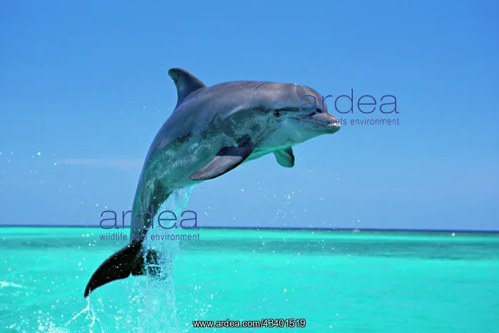 : Bottlenosed Dolphin - Leaping out of water : Bottlenosed Dolphin - Leaping out of water