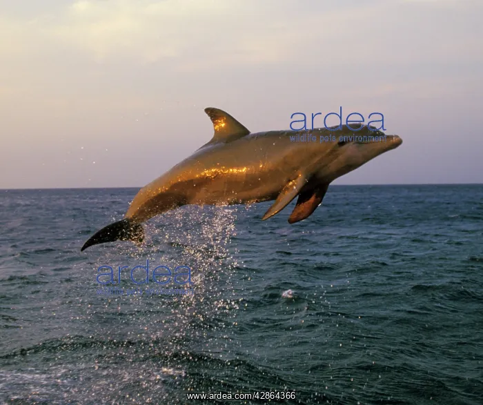 : Bottlenosed Dolphin - Leaping out of water in late : Bottlenosed Dolphin - Leaping out of water in late