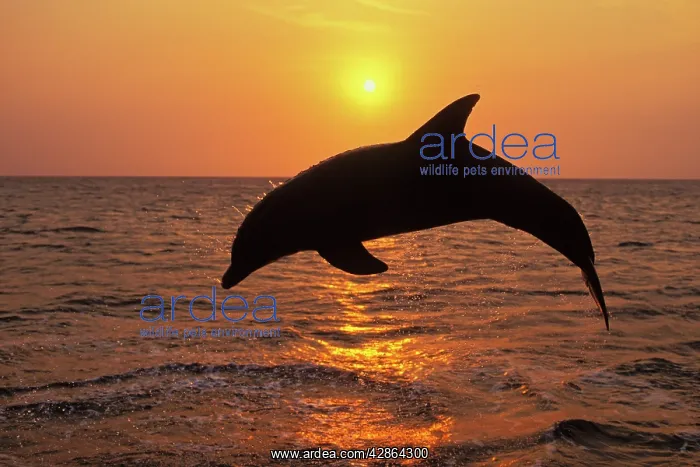 : Bottlenosed Dolphin - Leaping out of water at sunset : Bottlenosed Dolphin - Leaping out of water at sunset