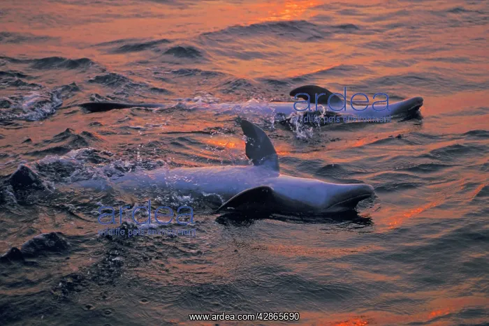: Bottlenosed Dolphin - two on back at sunset : Bottlenosed Dolphin - two on back at sunset