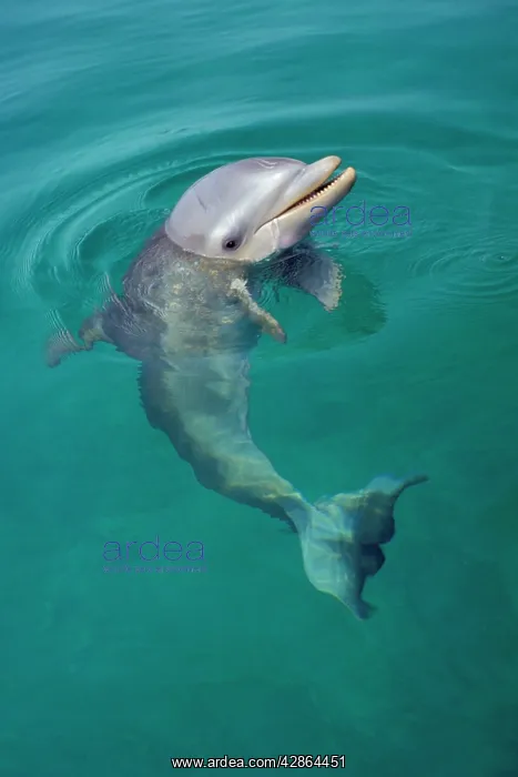 : Bottlenosed Dolphin - Young, face held out of water : Bottlenosed Dolphin - Young, face held out of water