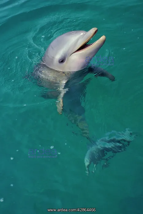: Bottlenosed Dolphin - Young, face held out of water : Bottlenosed Dolphin - Young, face held out of water
