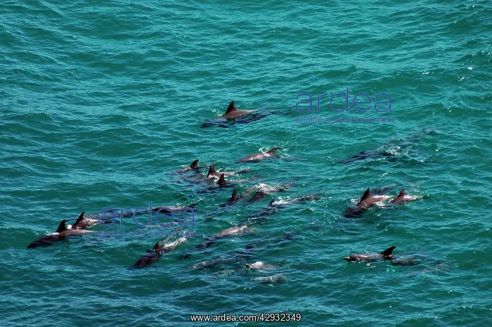 : Bottlenosed Dolphins - group swimming off coast at Kalbarri : Bottlenosed Dolphins - group swimming off coast at Kalbarri