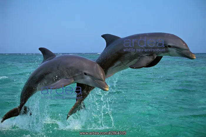 : Two Bottlenosed Dolphins jumping : Two Bottlenosed Dolphins jumping