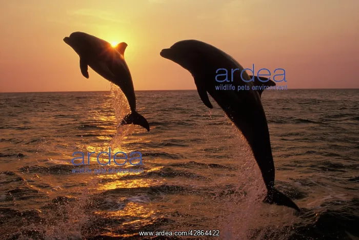 : Bottlenosed Dolphins - two leaping at sunset : Bottlenosed Dolphins - two leaping at sunset