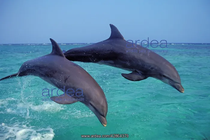 : Bottlenosed Dolphins - two leaping out of water : Bottlenosed Dolphins - two leaping out of water
