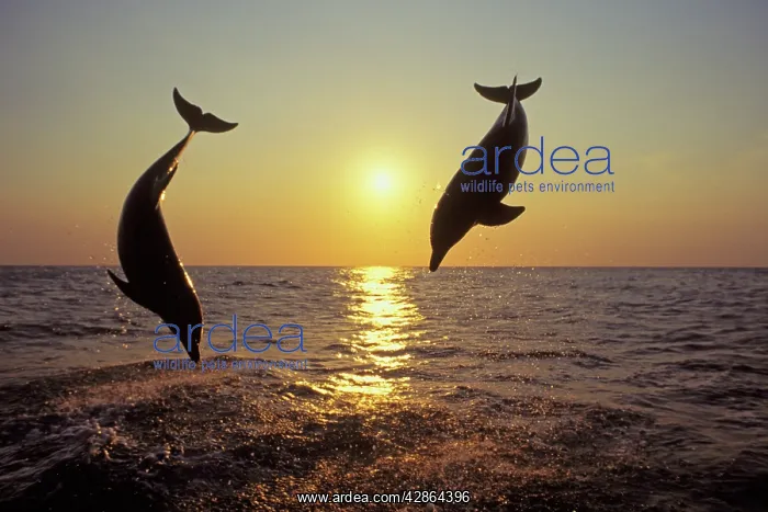 : Bottlenosed Dolphins - Leaping out of water at sunset : Bottlenosed Dolphins - Leaping out of water at sunset