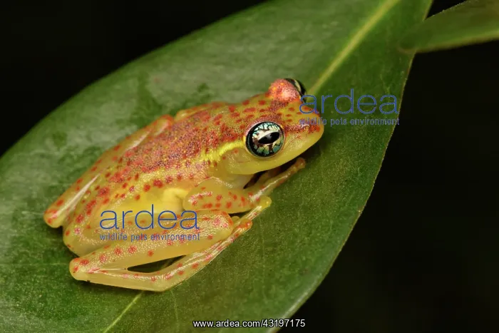 : Botts Bright-eyed Frog (Boophis bottae) on a leaf : Botts Bright-eyed Frog (Boophis bottae) on a leaf
