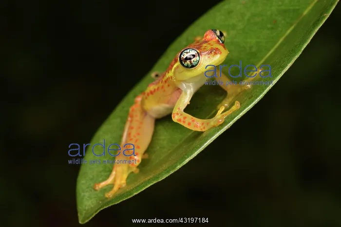 : Botts Bright-eyed Frog (Boophis bottae) on a leaf : Botts Bright-eyed Frog (Boophis bottae) on a leaf