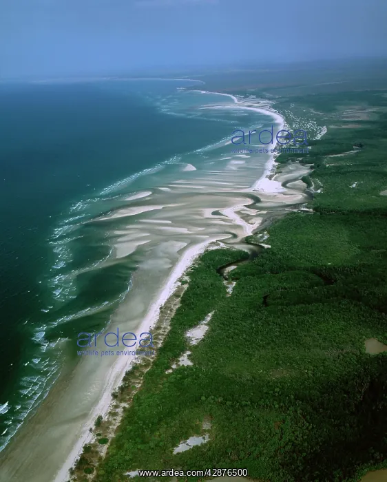 : Boucaut Bay, aerial sandy beach & mangroves : Boucaut Bay, aerial sandy beach & mangroves