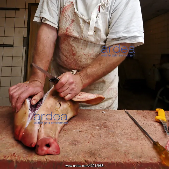: Boucher preparing a pig's head Vosges France : Boucher preparing a pig's head Vosges France