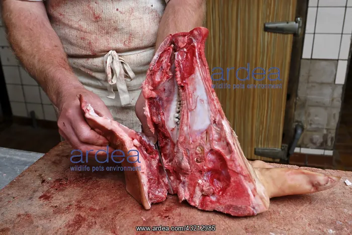 : Boucher preparing a pig's head Vosges France : Boucher preparing a pig's head Vosges France