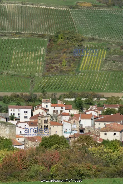 : Boudes, wine village, Auvergne, France : Boudes, wine village, Auvergne, France