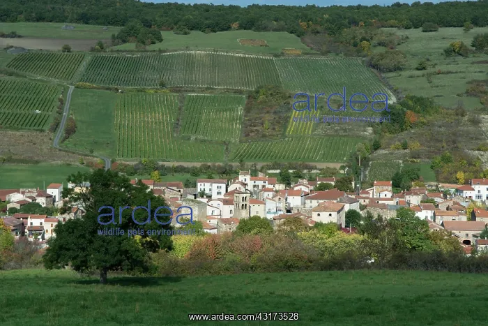 : Boudes, wine village, Auvergne, France : Boudes, wine village, Auvergne, France