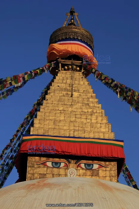 : Boudha Stupa of Boudhanath : Boudha Stupa of Boudhanath
