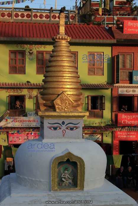 : Boudha Stupa of Boudhanath : Boudha Stupa of Boudhanath