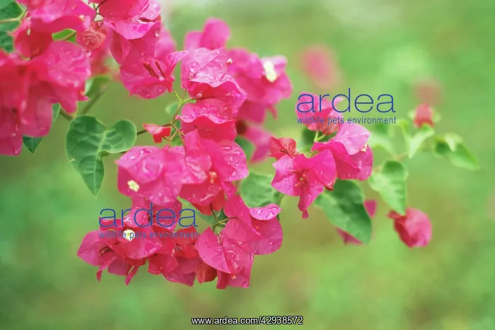 : BOUGAINVILLEA : BOUGAINVILLEA
