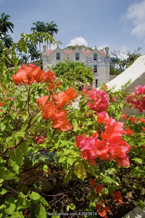 : Bougainvillea : Bougainvillea