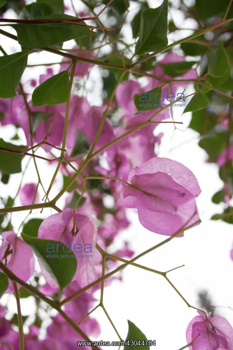 : Bougainvillea : Bougainvillea