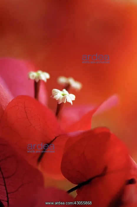 : Bougainvillea : Bougainvillea