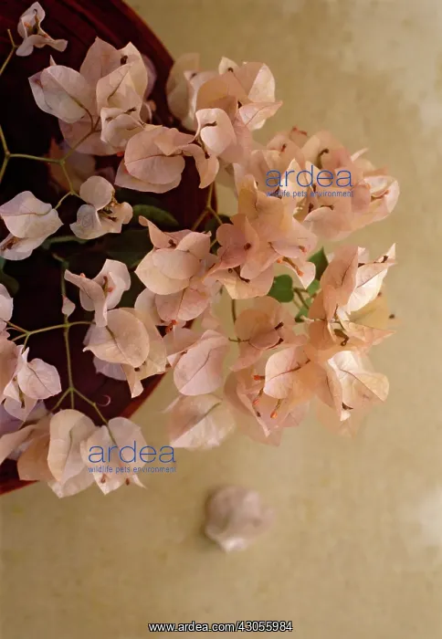 : Bougainvillea : Bougainvillea