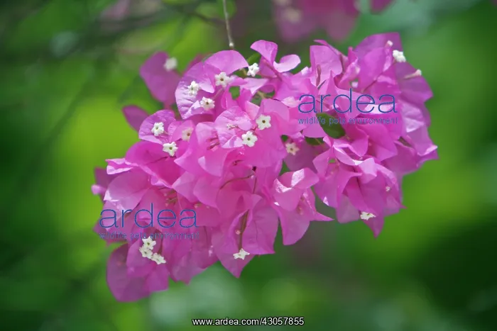 : Bougainvillea : Bougainvillea