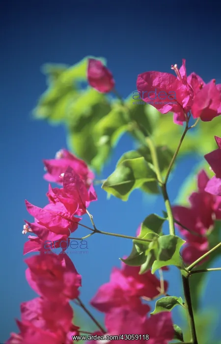 : Bougainvillea : Bougainvillea