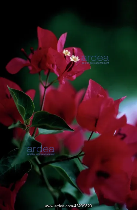 : Bougainvillea : Bougainvillea