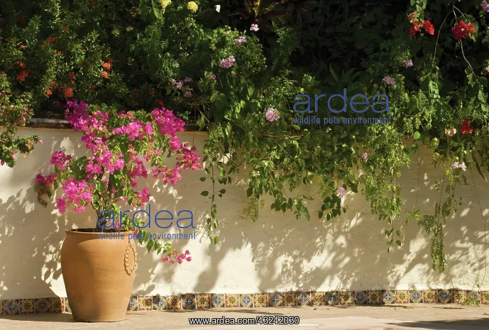 : Bougainvillea : Bougainvillea
