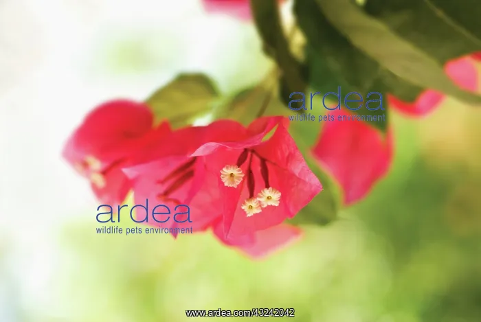 : Bougainvillea : Bougainvillea