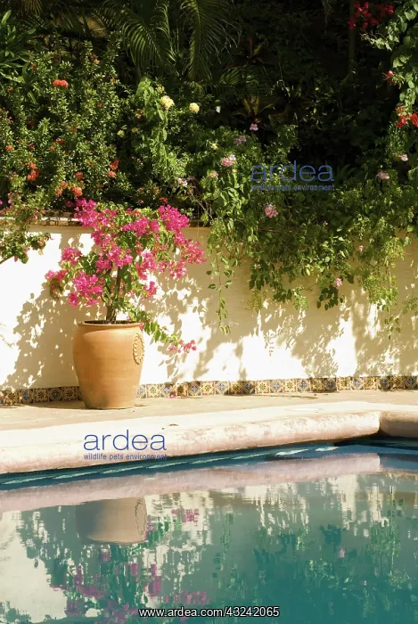 : Bougainvillea : Bougainvillea