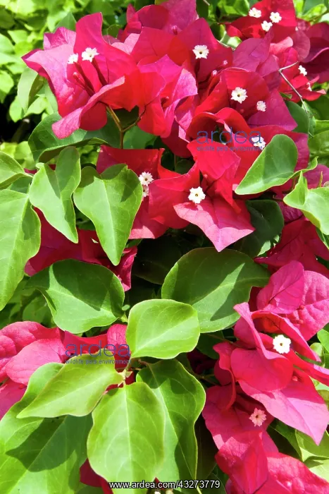 : Bougainvillea : Bougainvillea