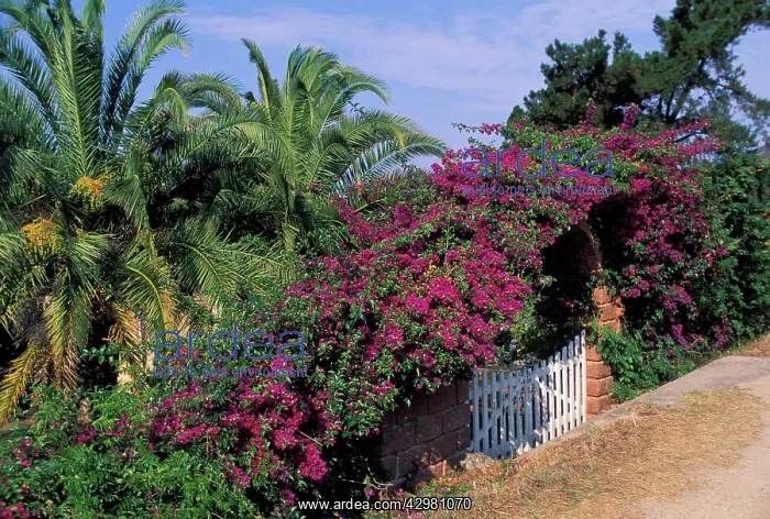 : Bougainvillea - Flowering on a gate : Bougainvillea - Flowering on a gate