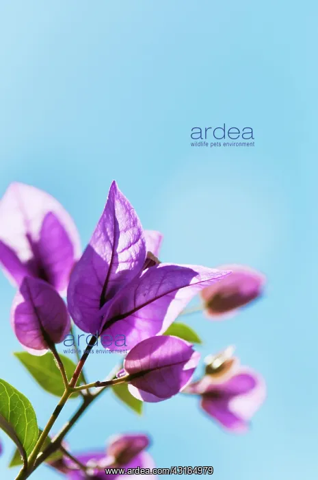 : Bougainvillea, Sprig of flowers backlit against : Bougainvillea, Sprig of flowers backlit against