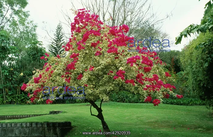 : Bougainvillea Tree - climate change garden species : Bougainvillea Tree - climate change garden species