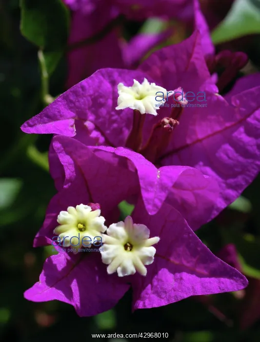 : Bougainvillea - tropical shrub now widely cultivated : Bougainvillea - tropical shrub now widely cultivated