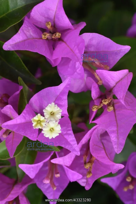 : Bougainvillea, widespread ornamental shrub or vine : Bougainvillea, widespread ornamental shrub or vine