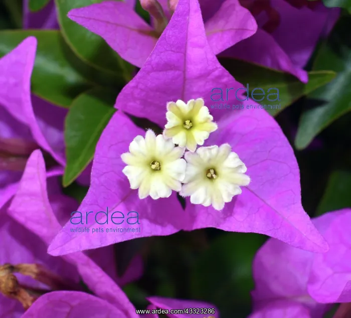 : Bougainvillea, widespread ornamental shrub or vine : Bougainvillea, widespread ornamental shrub or vine