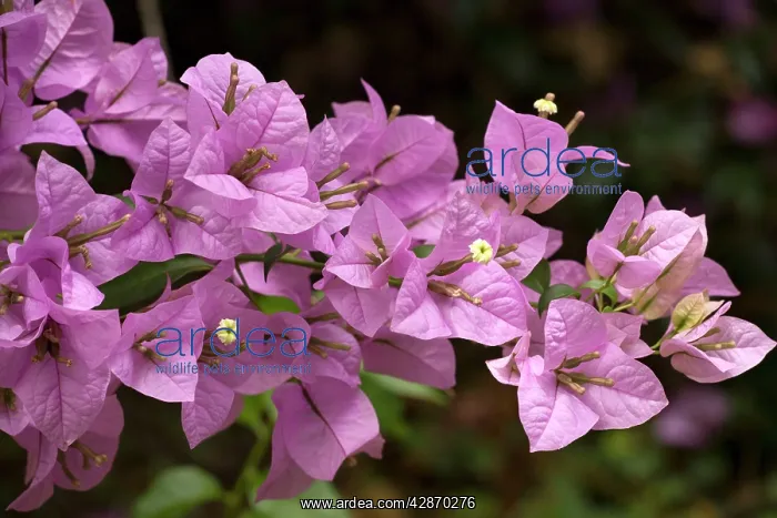 : Bouganvillea spectabilis : Bouganvillea spectabilis