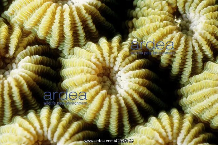 : Boulder coral : Boulder coral