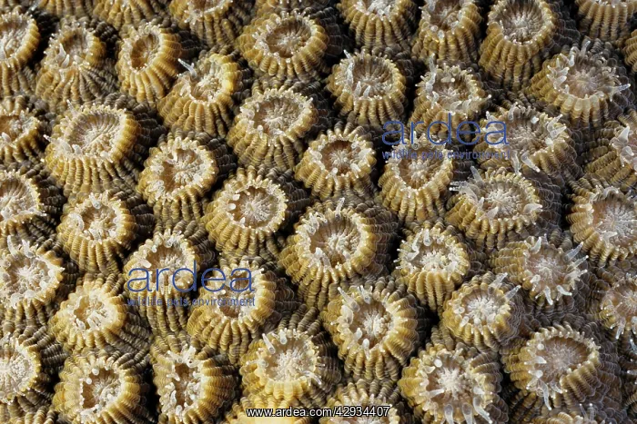 : Boulder coral with partially extended polyps, flesh : Boulder coral with partially extended polyps, flesh