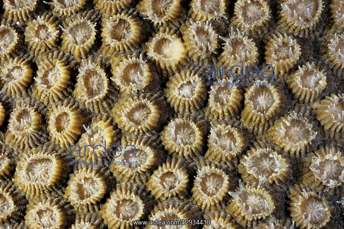 : Boulder coral with partially extended polyps, flesh : Boulder coral with partially extended polyps, flesh