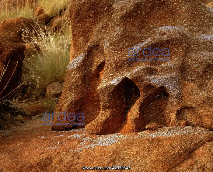 : Detail of boulder in Karlwekarlwe Karlu Kalu (Iround : Detail of boulder in Karlwekarlwe Karlu Kalu (Iround