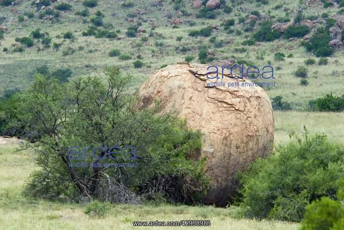 : Boulder showing onion skin exfoliation : Boulder showing onion skin exfoliation