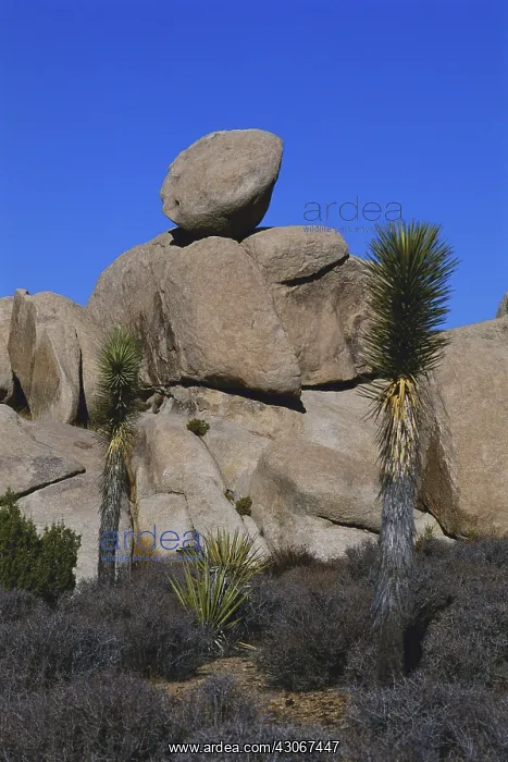  : Boulders in Joshua Tree NP