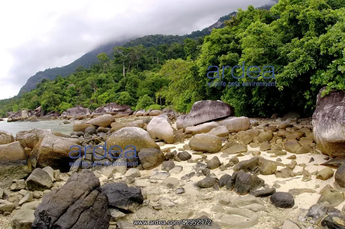 : Boulders on sand beach and rainforest on slopes : Boulders on sand beach and rainforest on slopes